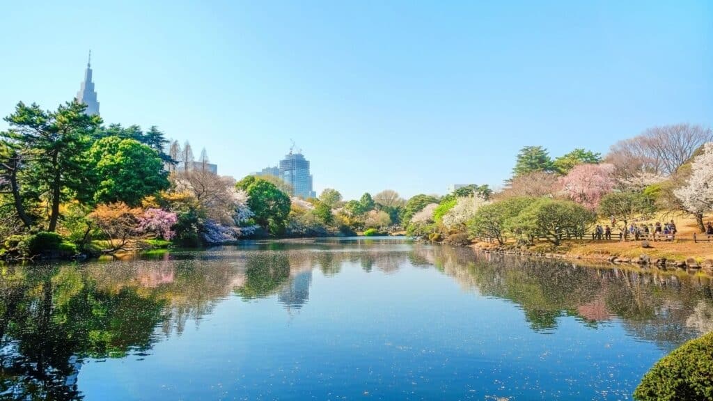 7 Best Hidden Cherry Blossom Spots in Tokyo 2022 & Avoid the crowd Shinjuku Gyoen