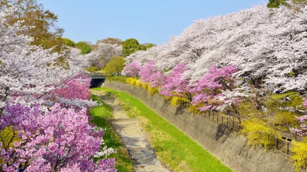 7 Best Hidden Cherry Blossom Spots in Tokyo 2022 & Avoid the crowd Showa Kinen Park