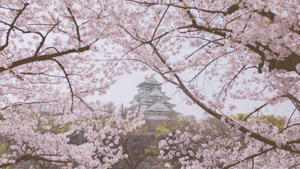 Best time to see cherry blossom season Aomori _ Hirosaki Park