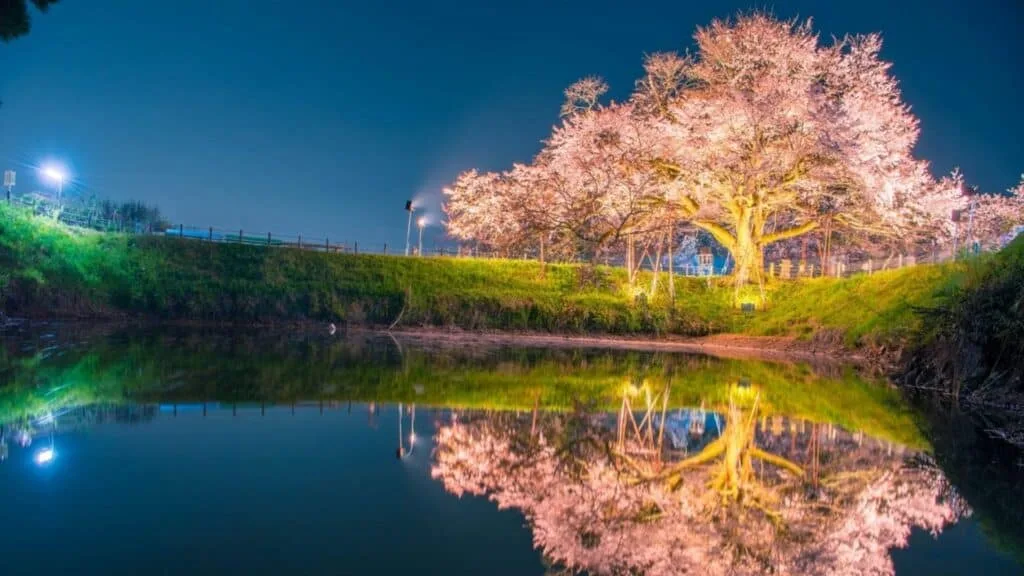 Best Time to See Cherry Blossoms in Japan This 2025 Fukuoka _ Asai no Ippon zakura