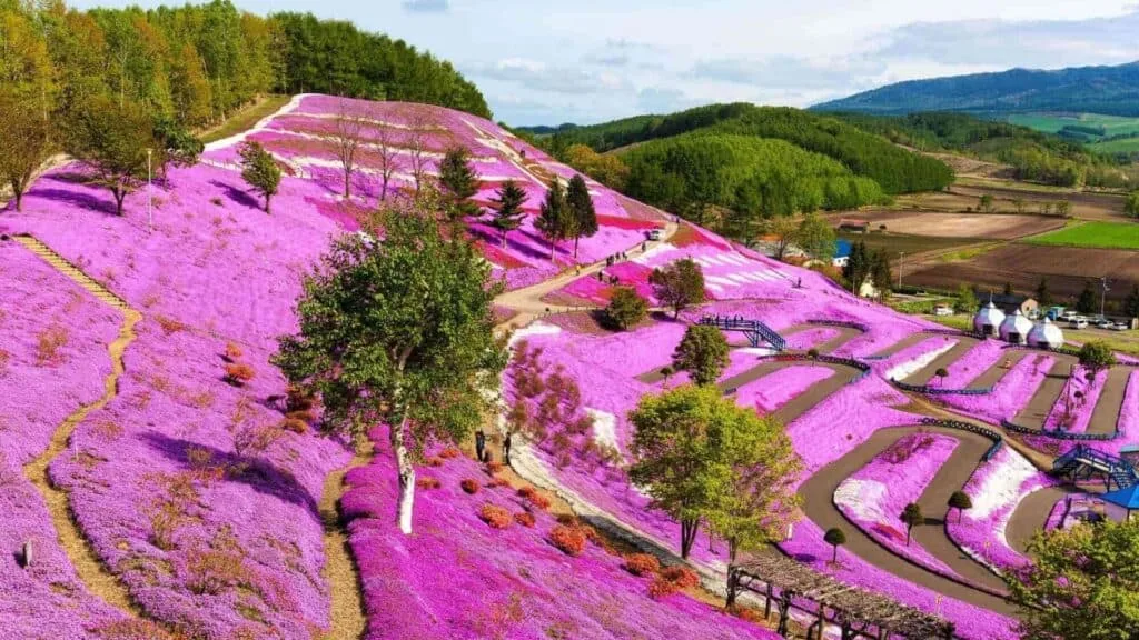 Best time to see cherry blossom season Hokkaido Higashimokoto Shibazakura Park