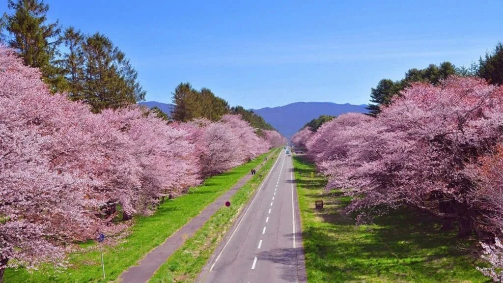 Best time to see cherry blossom season Hokkaido Nijukken Road
