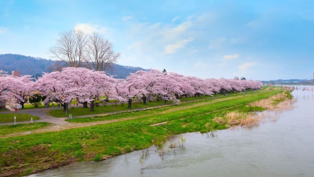 Best time to see cherry blossom season Iwate _ Kitakami Tenshochi
