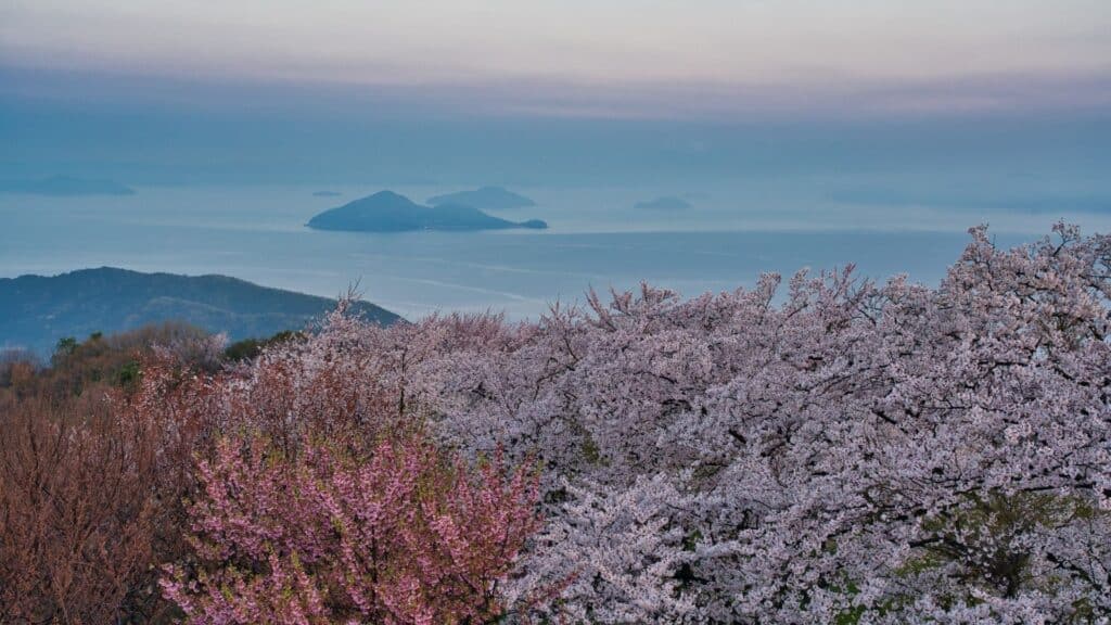 Best time to see cherry blossom season Kagawa _ Shiudeyama