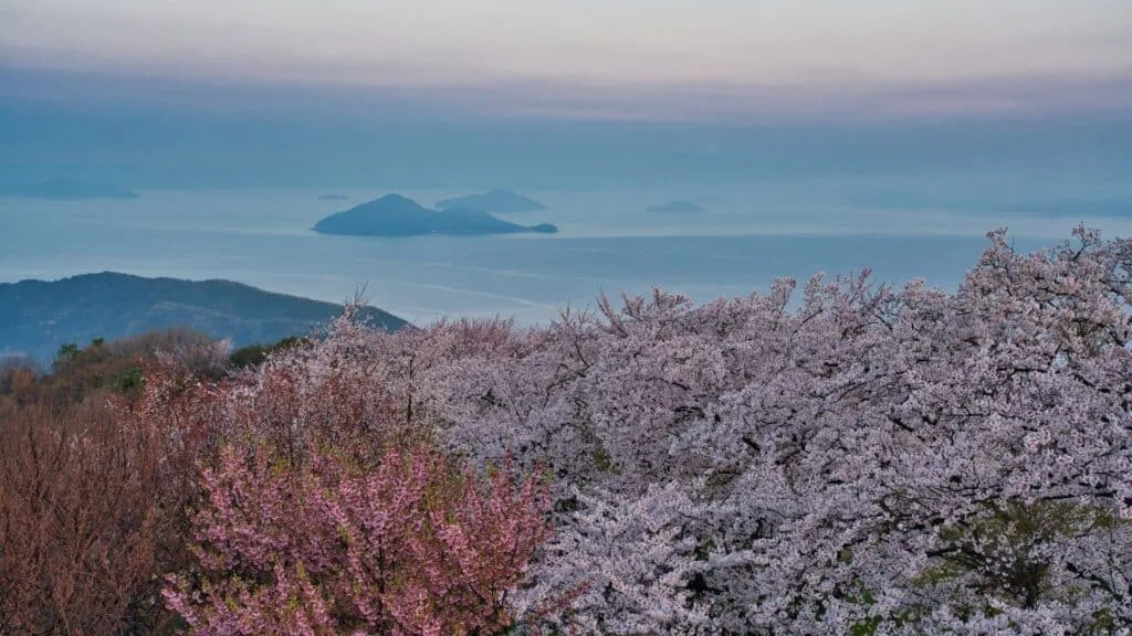 Best Time to See Cherry Blossoms in Japan This 2025 Shiudeyama
