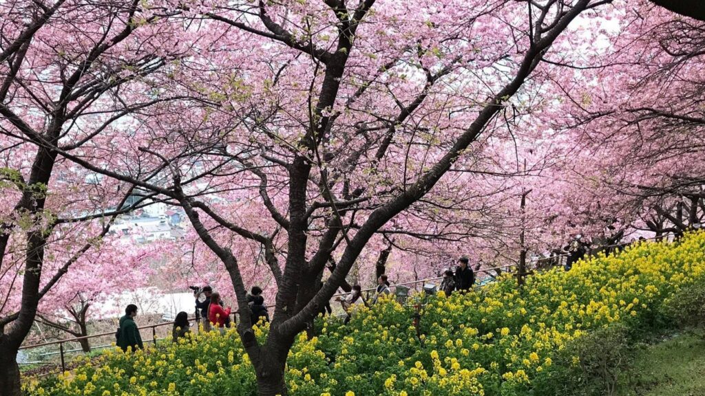 Best time to see cherry blossom season Kanagawa _ Nishihirabatake Park