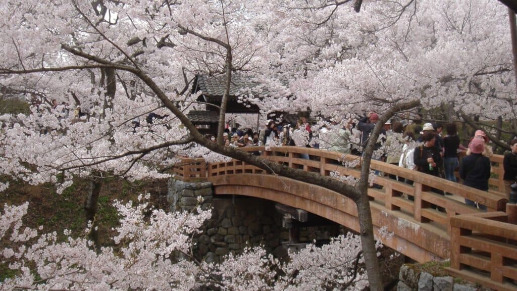 Best time to see cherry blossom season Nagano Takato Castle Ruins Park