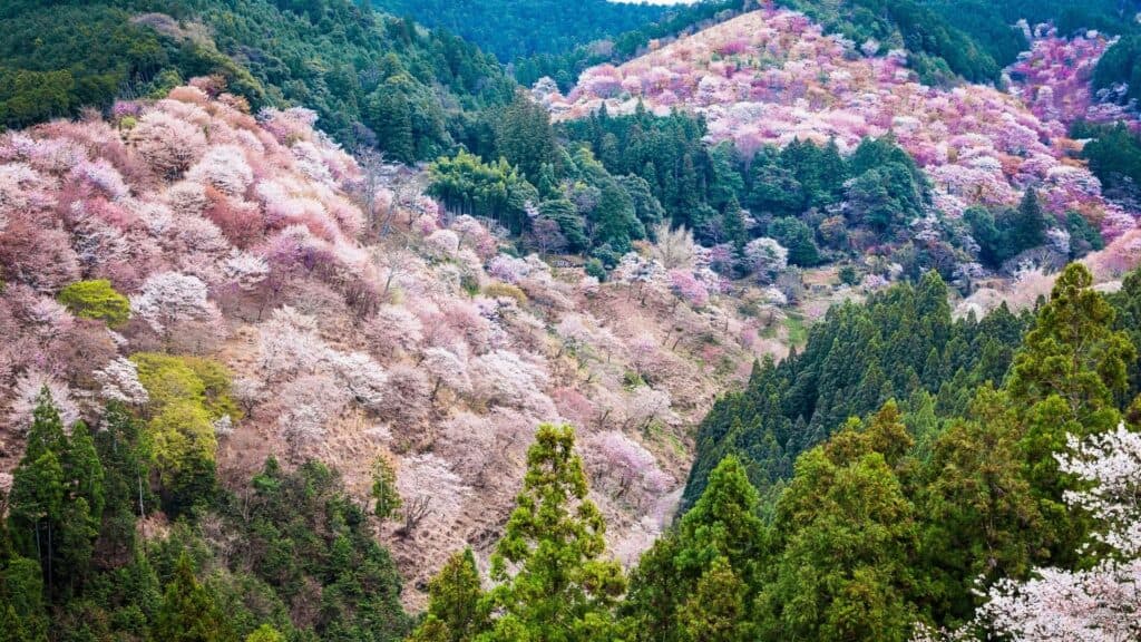 Best time to see cherry blossom season Nara _ Mount. Yoshino