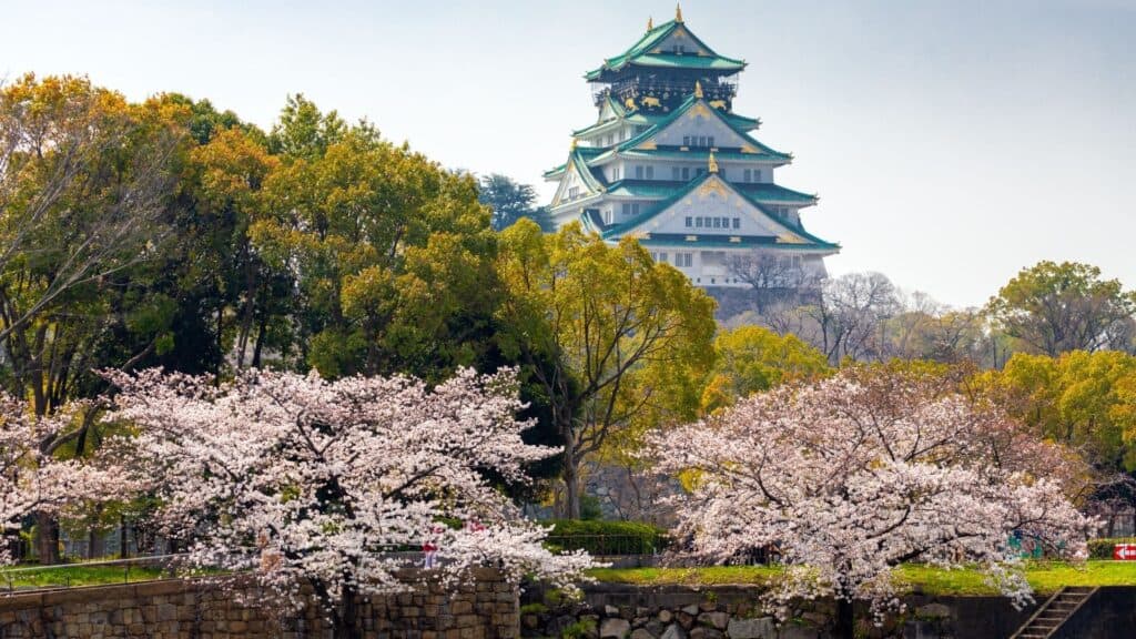 Best time to see cherry blossom season Osaka _ Osaka Castle Park