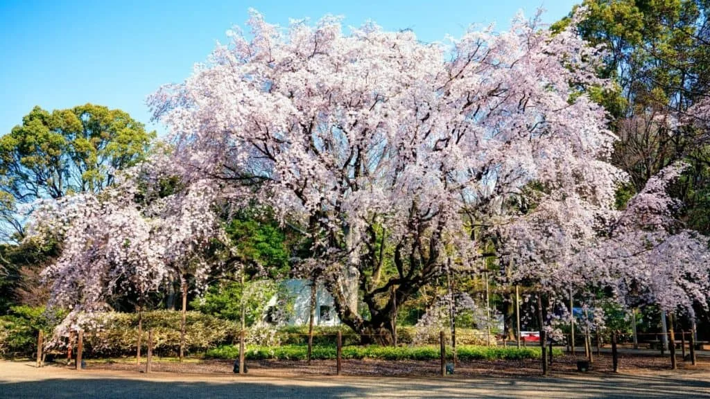 Best time to see cherry blossom season Rikugien Garden, Tokyo