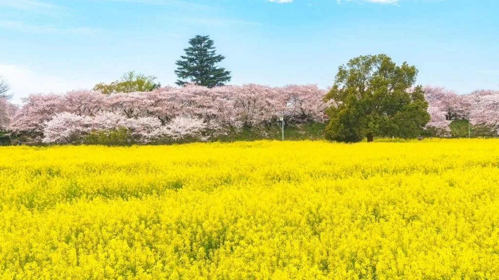 Best time to see cherry blossom season Saitama _ Satte