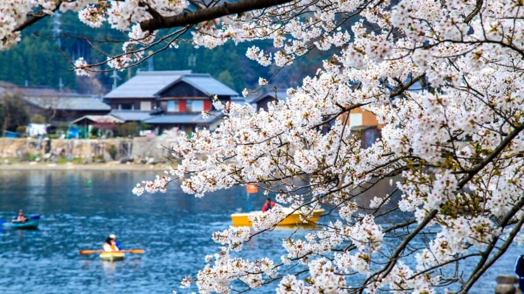 Best time to see cherry blossom season Shiga _ Kaizu Osaki