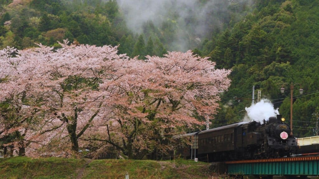 Best time to see cherry blossom season Shizuoka Oigawa Railway