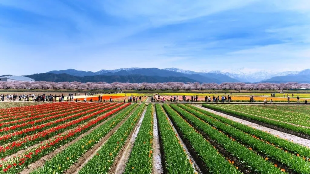 Best time to see cherry blossom season Toyama _ Funakawa Beri