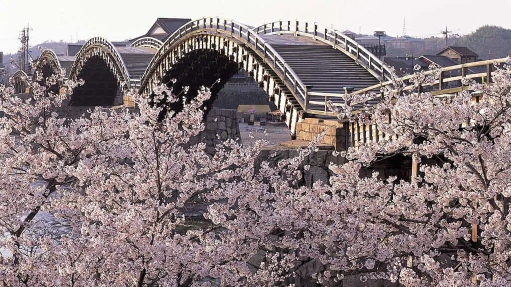 Best time to see cherry blossom season Yamaguchi _ Kintaikyo Bridge