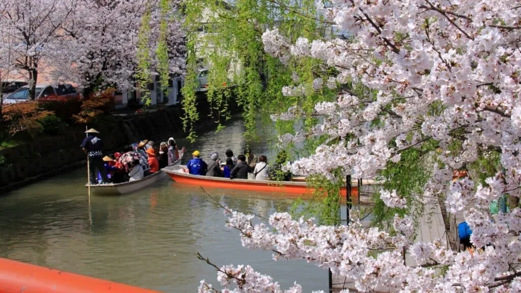Best time to see cherry blossom season Yanagawa River Boat _Matsutsuki Boarding Area_