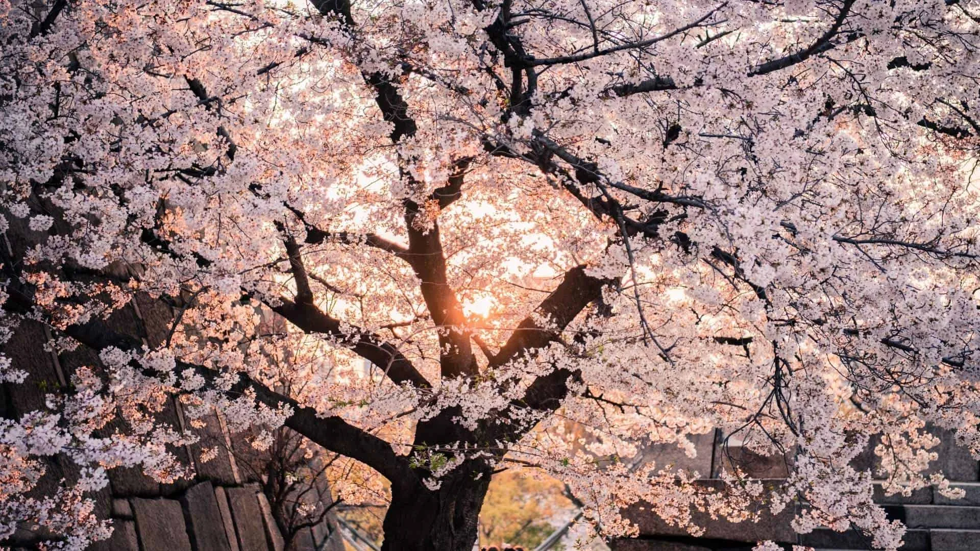 Best time to see cherry blossom season in Japan 2022 20 Best sakura spots in March, April & May