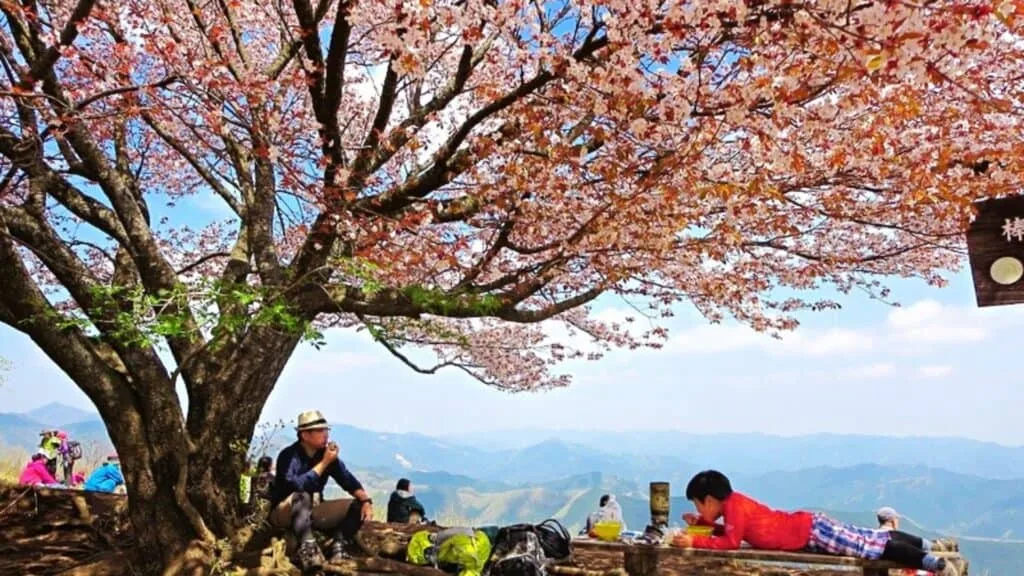 Cherry blossom Hikes Bonooreyama