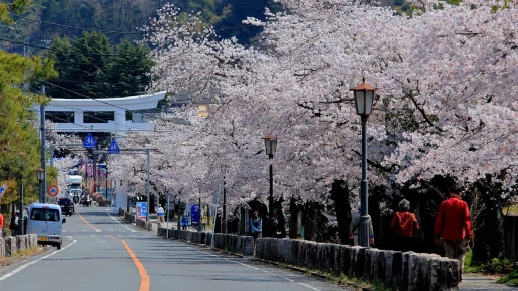 Cherry blossom Hikes Hodosan