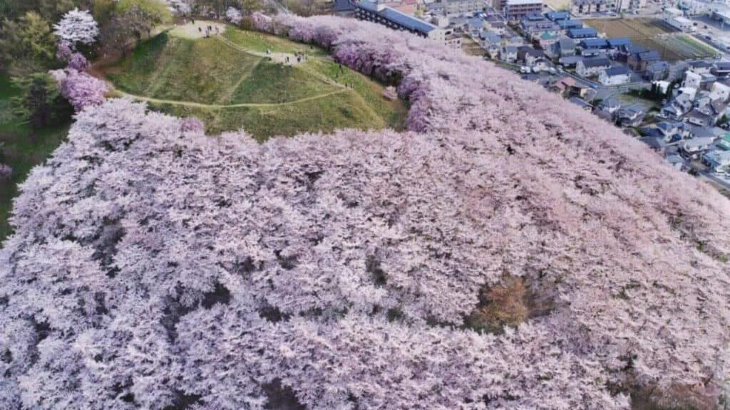 Cherry blossom Hikes Koboyama Tomb
