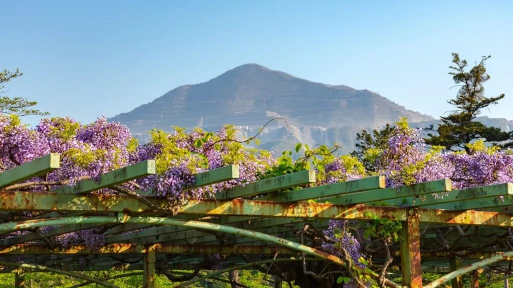Cherry blossom Hikes Mount Buko