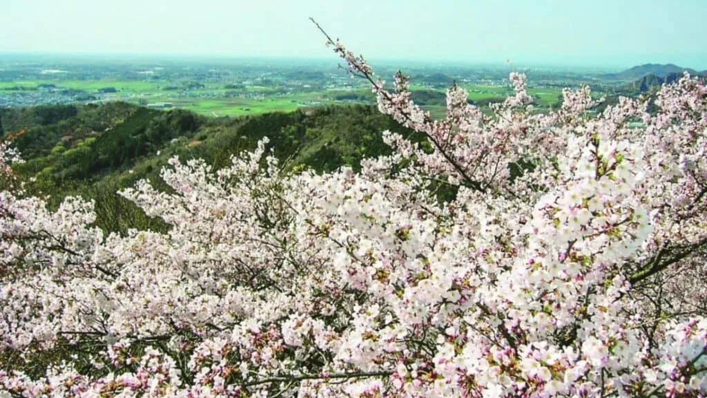 Cherry blossom Hikes Mount Ohira
