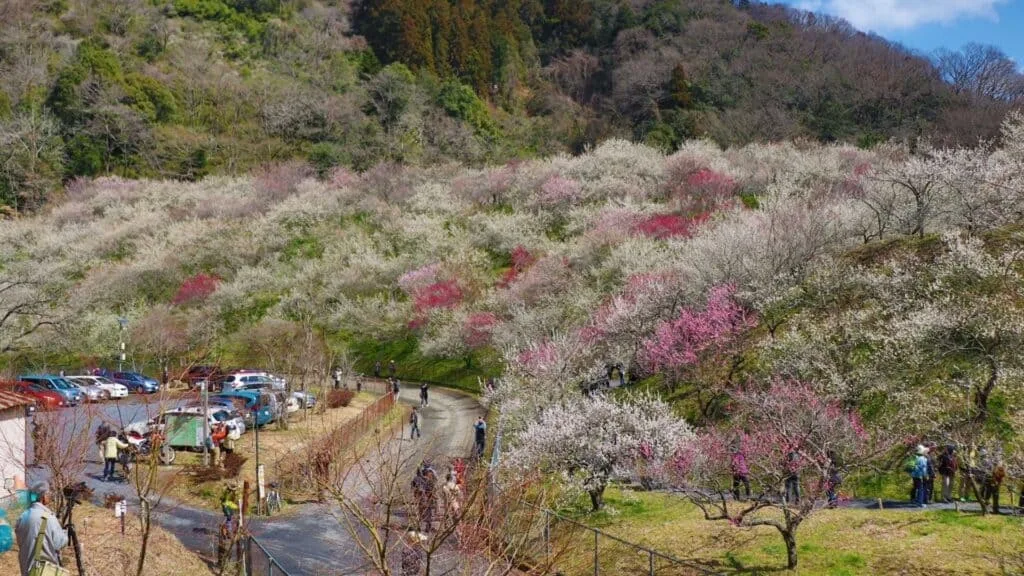 Cherry blossom Hikes Mount. Takao