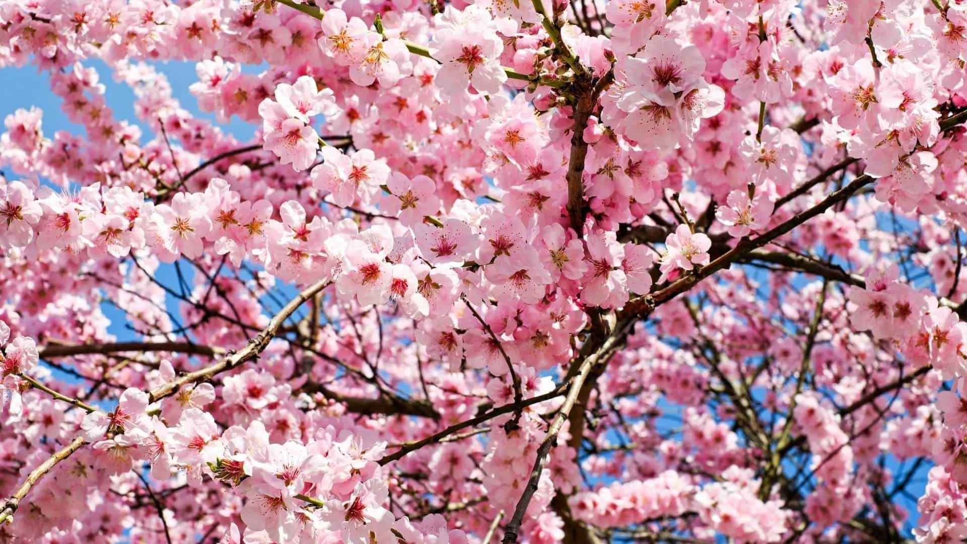 Cherry blossom Hikes from Tokyo 17 mountains where you can enjoy hanami