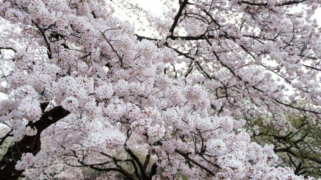 shinjuku gyoen cherry blossom