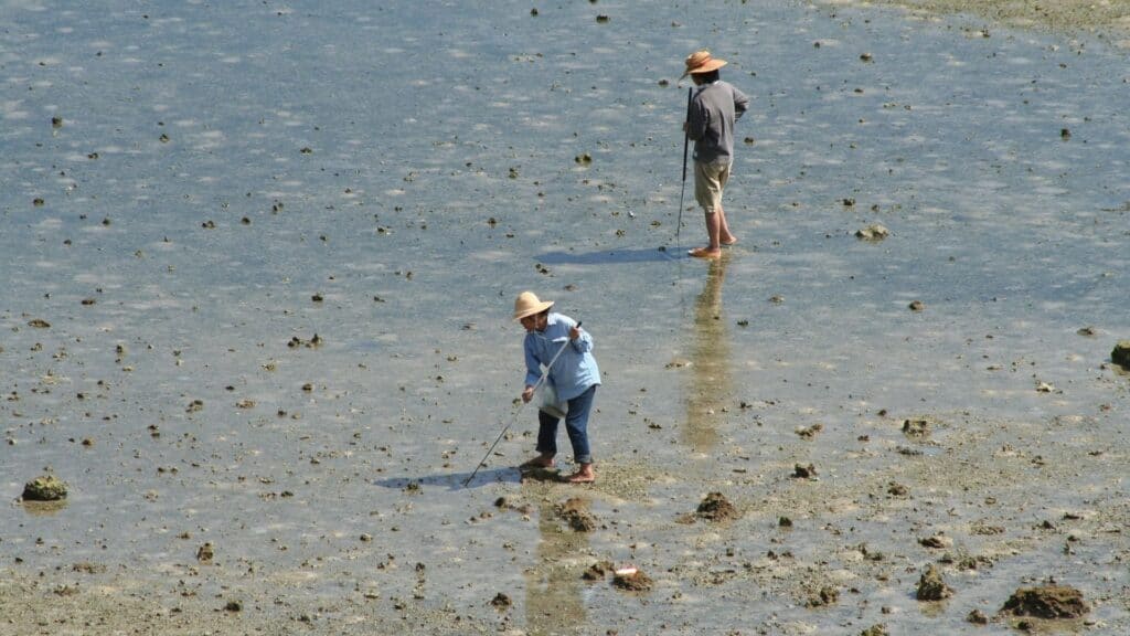 What to do in spring in Japan Go clam digging