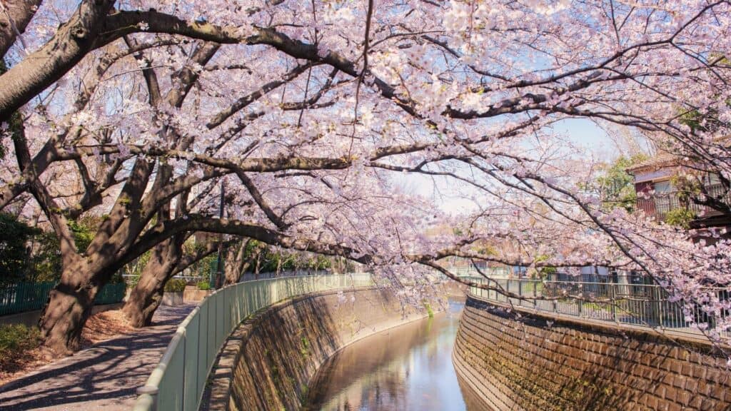 What to do in spring in Japan Go cycling