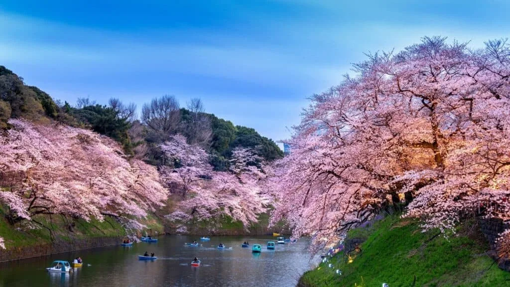 What to do in spring in Japan Hanami