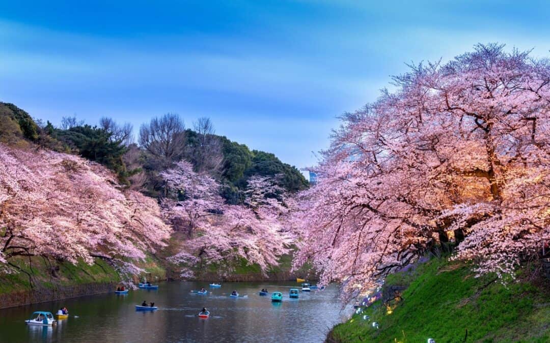 Spring in Japan: Magical Festivals, Cherry Blossoms & More!