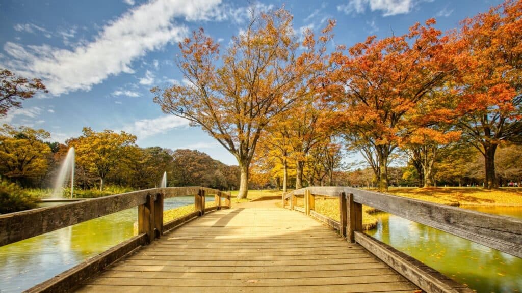 What to do in spring in Japan Have a picnic