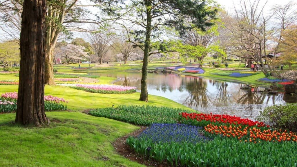 What to do in spring in Japan Immerse yourself in a flower field