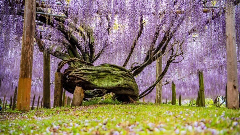 What to do in spring in Japan Wisteria viewing