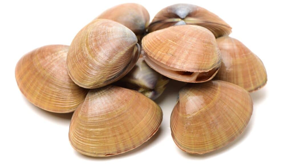What to eat in spring in Japan Clam