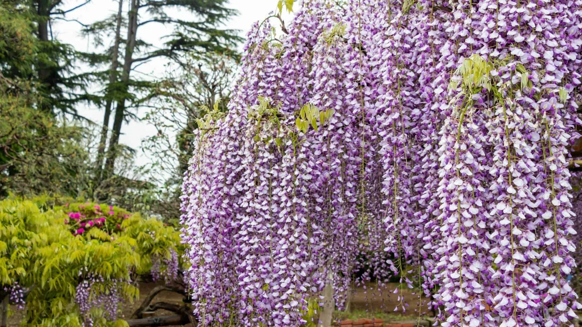 Where to go in spring in Japan 32 most beautiful places in Japan