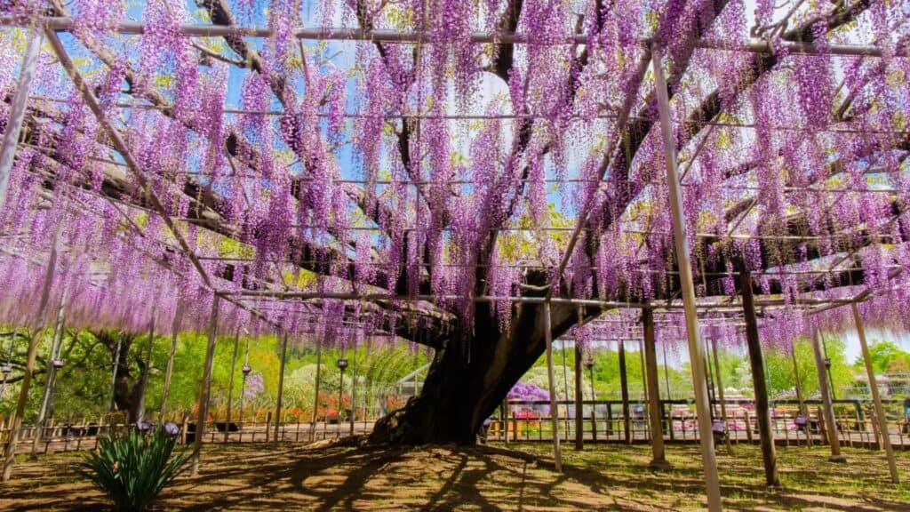 Where to go in spring in Japan Ashikaga Flower Park [Tochigi Prefecture]