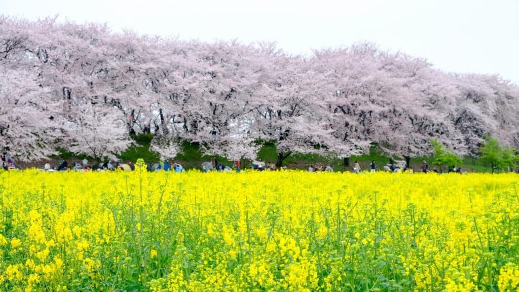 Where to go in spring in Japan Gongendo Tsutsumi [Saitama Prefecture]