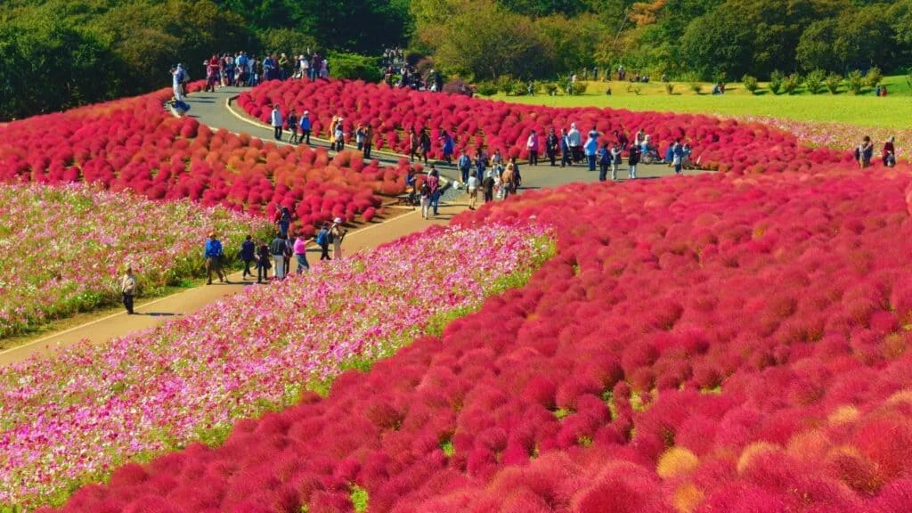 Where-to-go-in-spring-in-Japan-Hitachi-Seaside-Park-Ibaraki-Prefecture