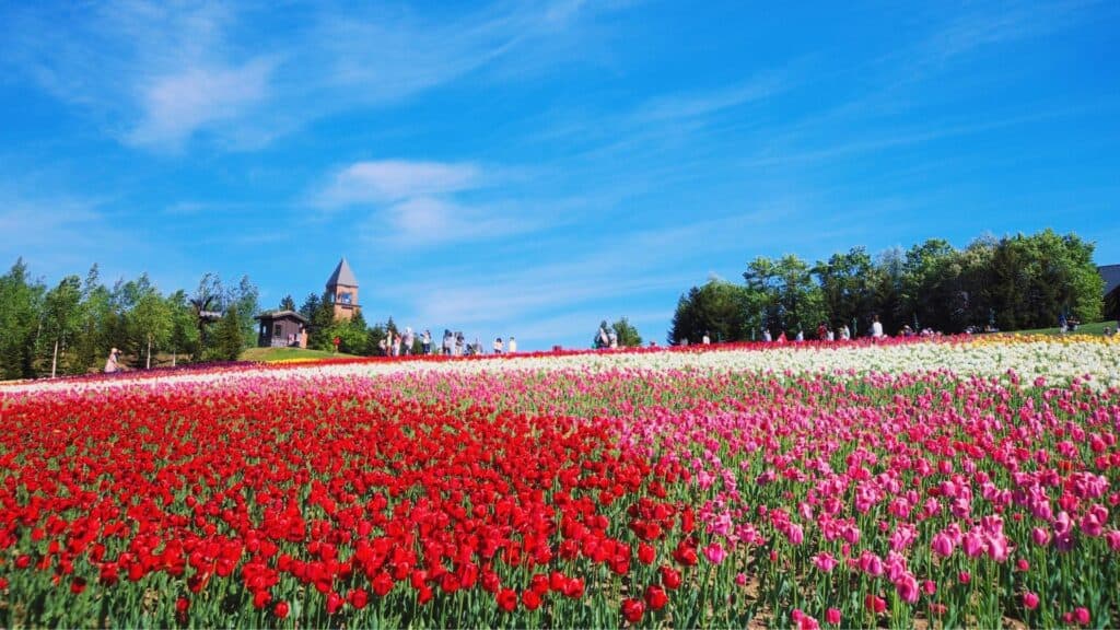 Where to go in spring in Japan Kamiyubetsu Tulip Park [Hokkaido]