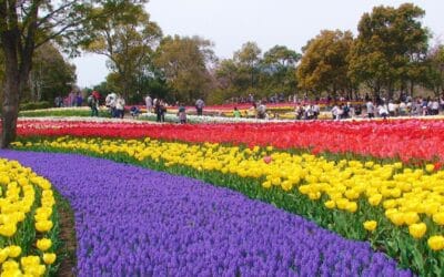 Answering 10 of Your Burning Spring in Japan FAQs