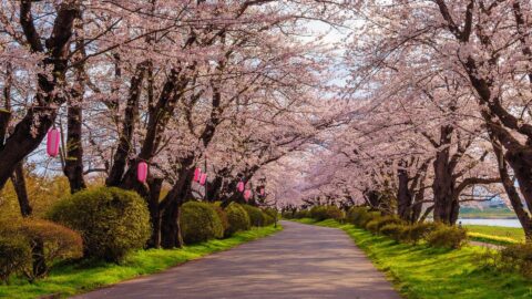 Where To Go In Spring In Japan: Discover The 32 Most Beautiful Places