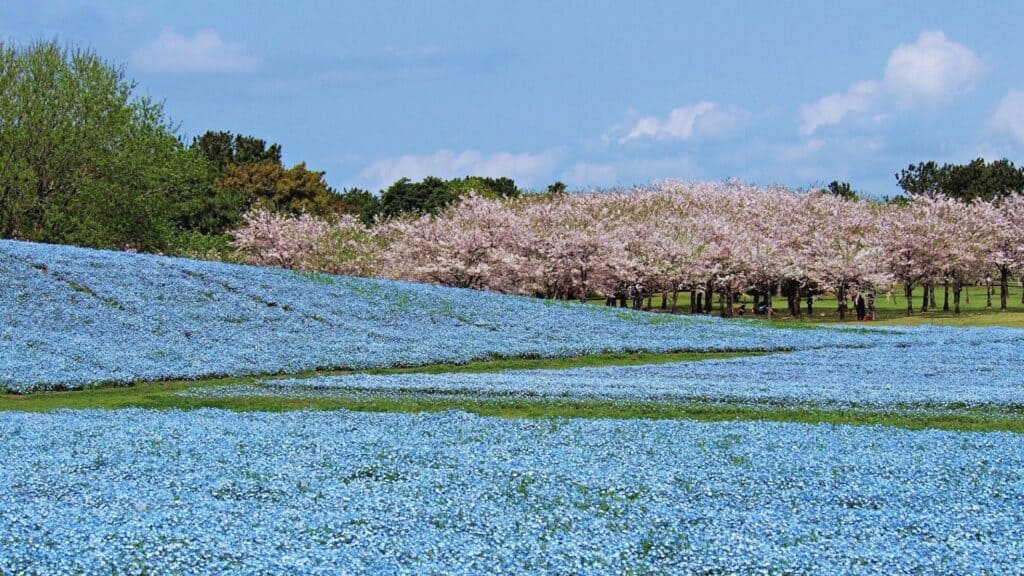 Where to go in spring in Japan Uminonakamichi Seaside Park [Fukuoka Prefecture]