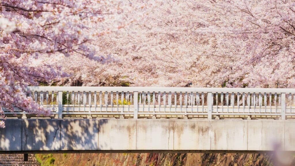 Where to go in spring in Japan Yamasaki River [Aichi Prefecture]