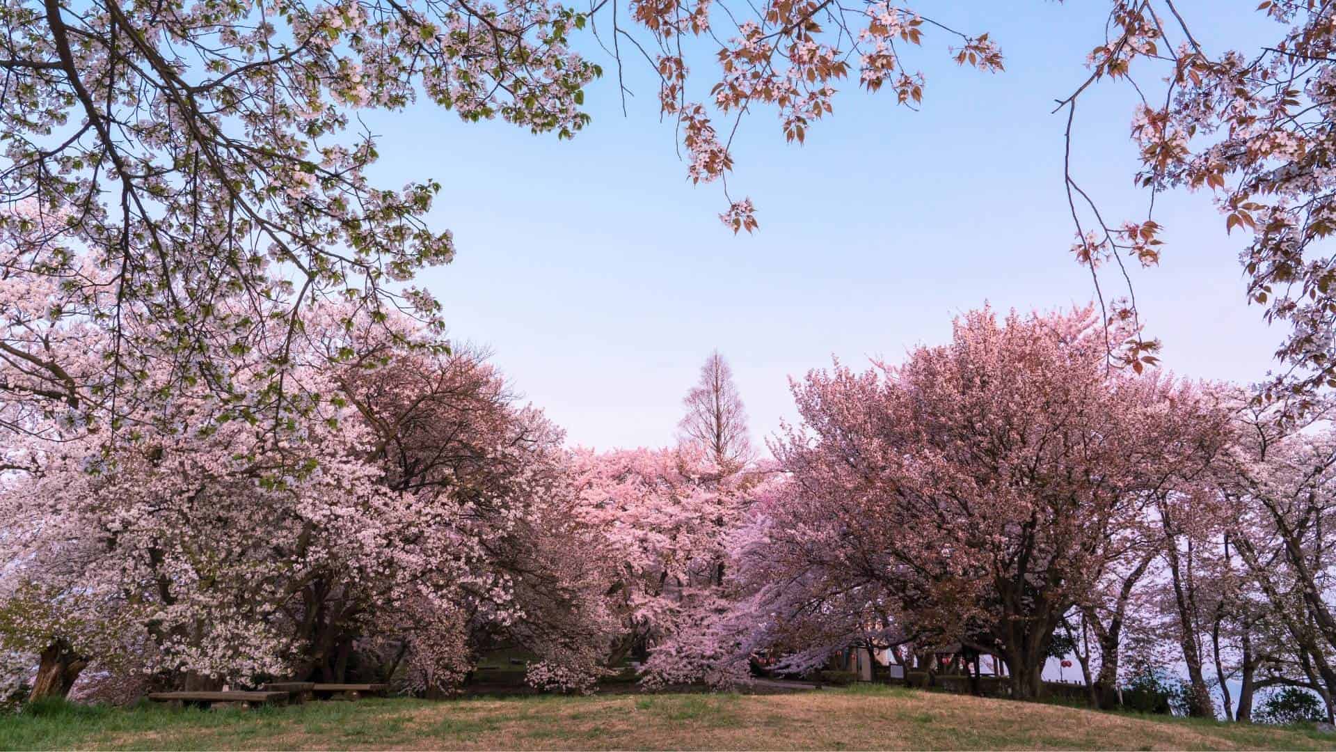 Where to see cherry blossom in Tokyo 11 best cherry blossom spots not to miss