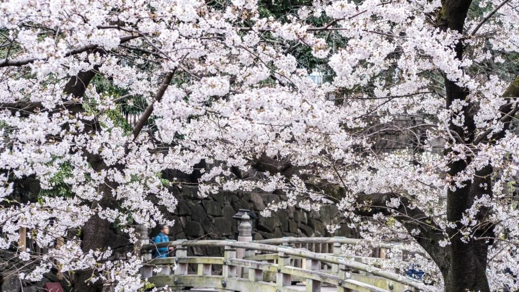 Where to see cherry blossom in Tokyo Asukayama Park