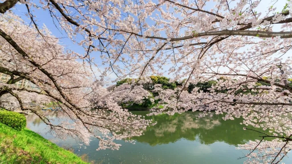 Where to see cherry blossom in Tokyo Chidorigafuchi Ryokudo