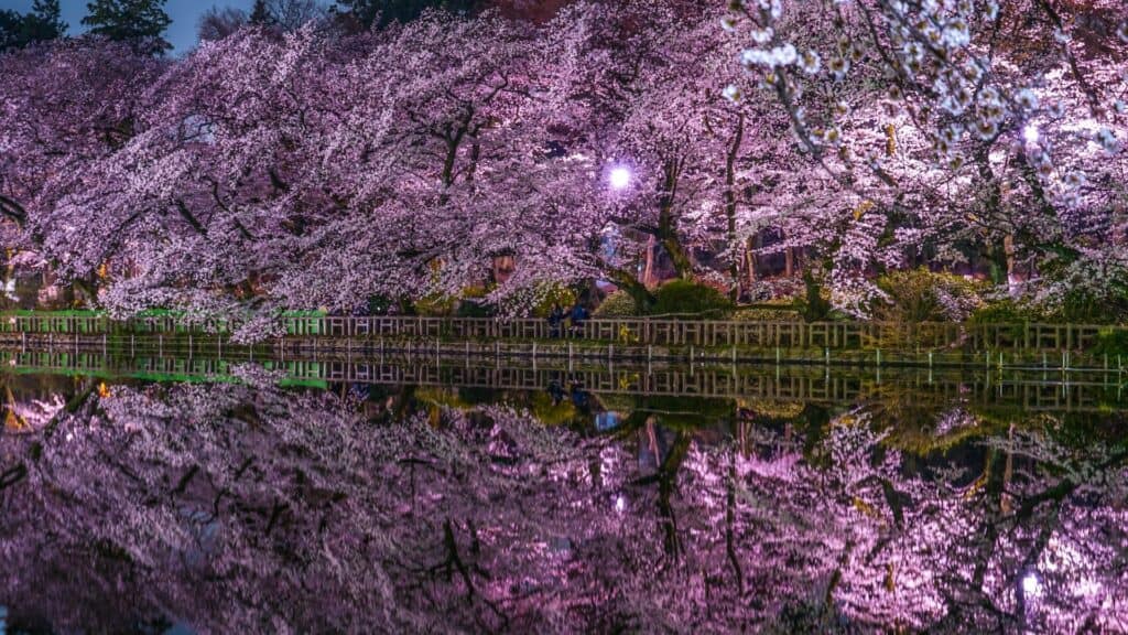 Where to see cherry blossom in Tokyo Inokashira Park